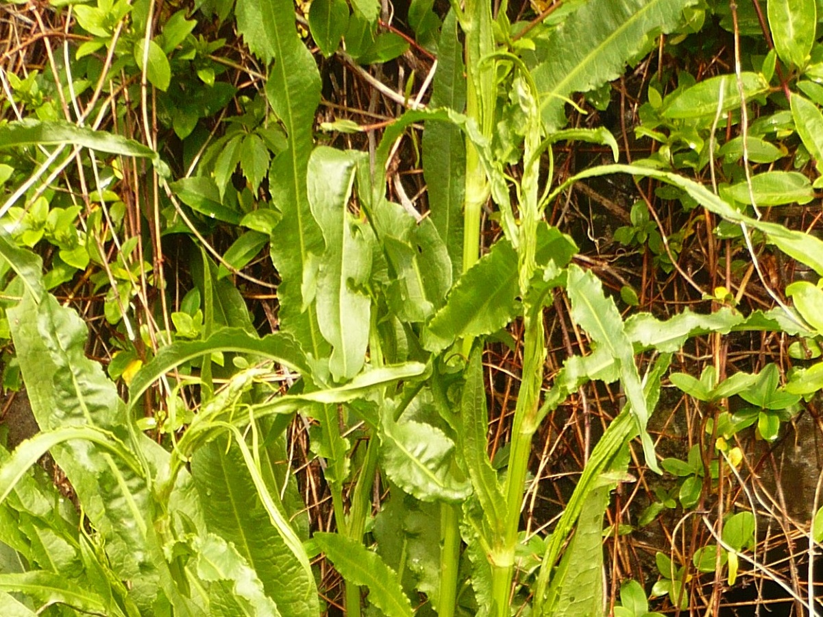 Rumex triangulivalvis (Polygonaceae)
